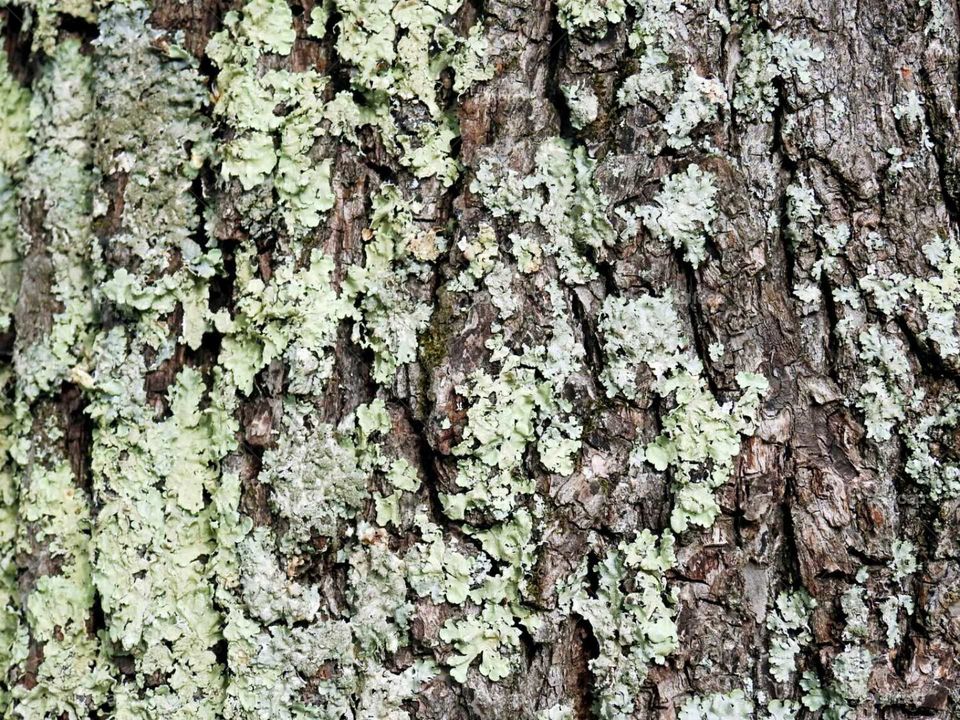 tree bark background