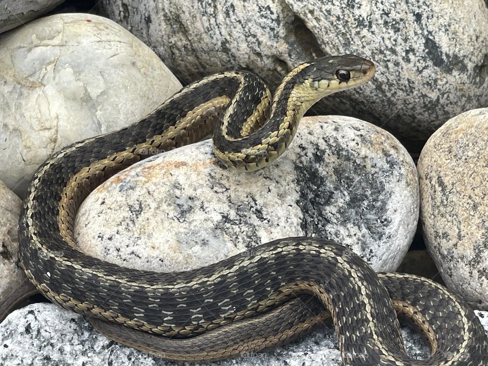 Garter snake 🐍