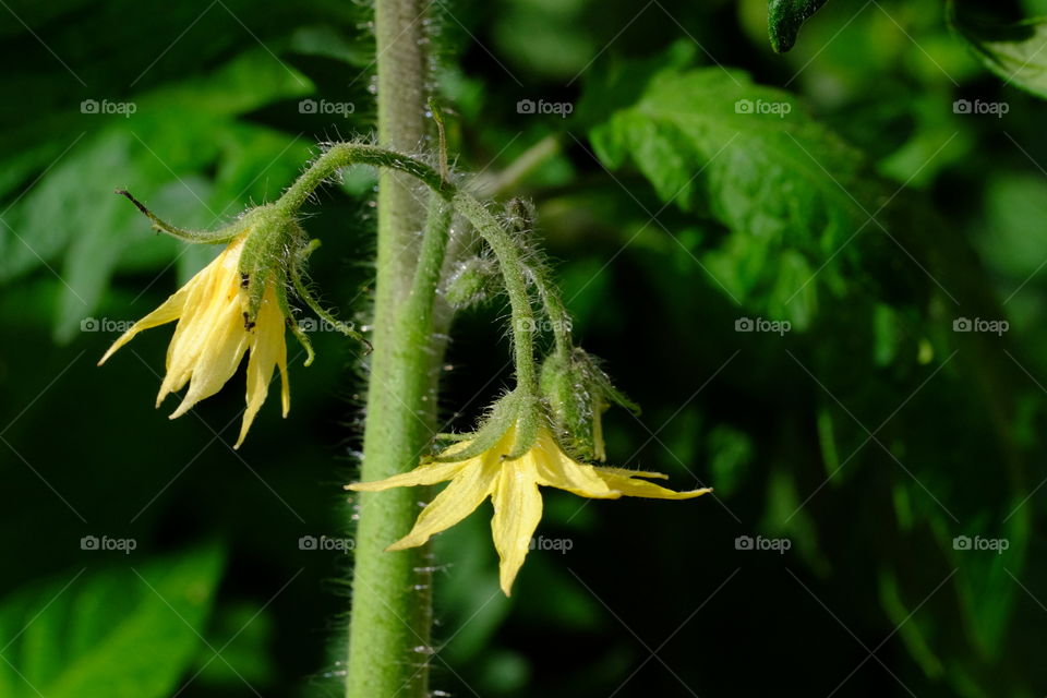 Tomato flower 