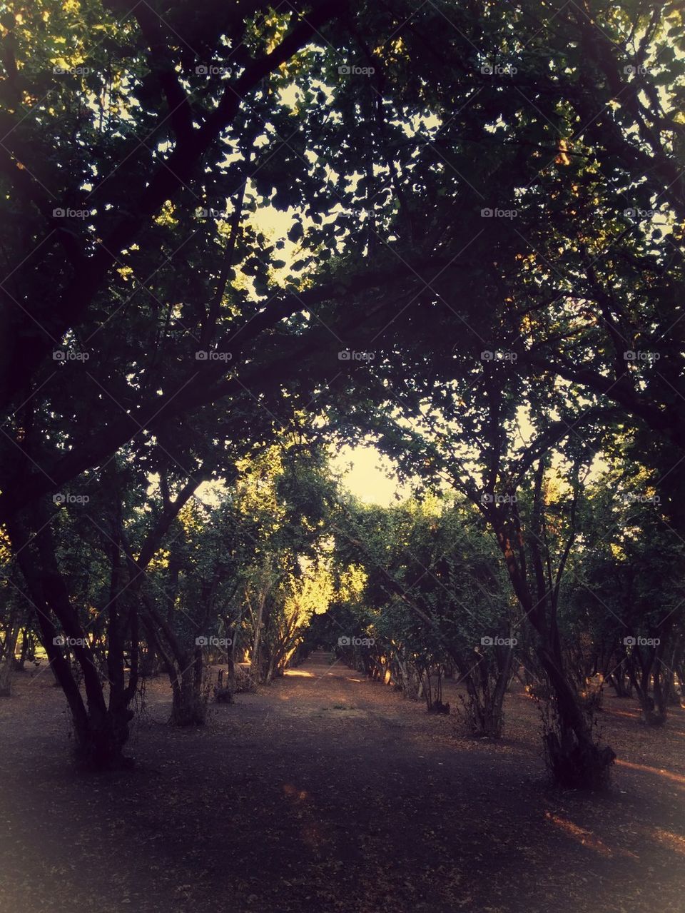 Orchard.
