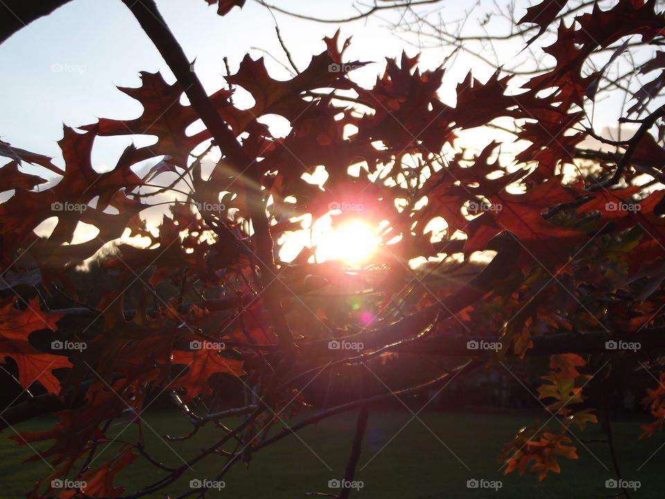 Red Acorn Leaves And Sunlight