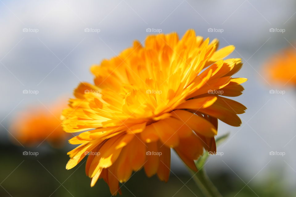 orange garden flower