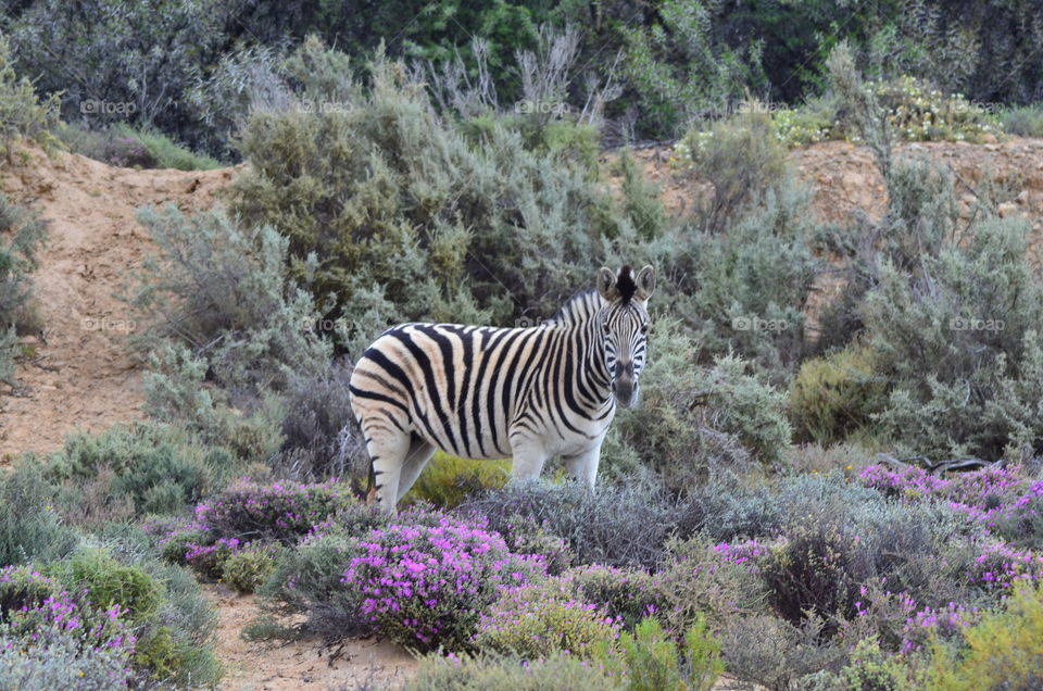 Safari in South Africa