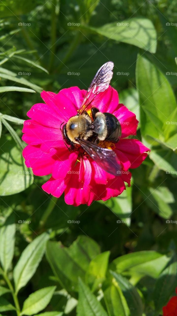the bumbo Bee on flower. the bumbo 
bee is con the red flower