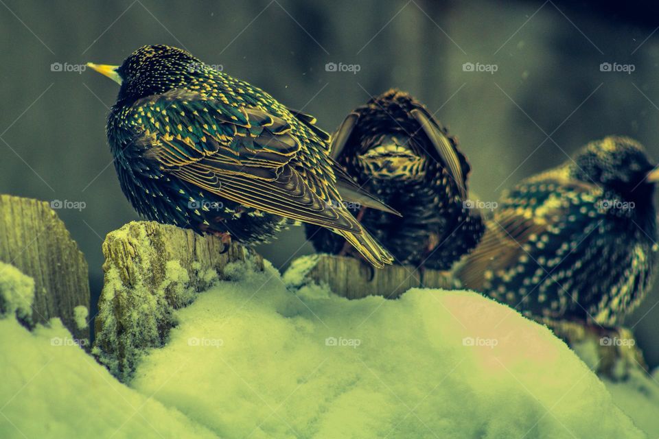 birds sitting on a snow covered fence in the middle of a snowstorm