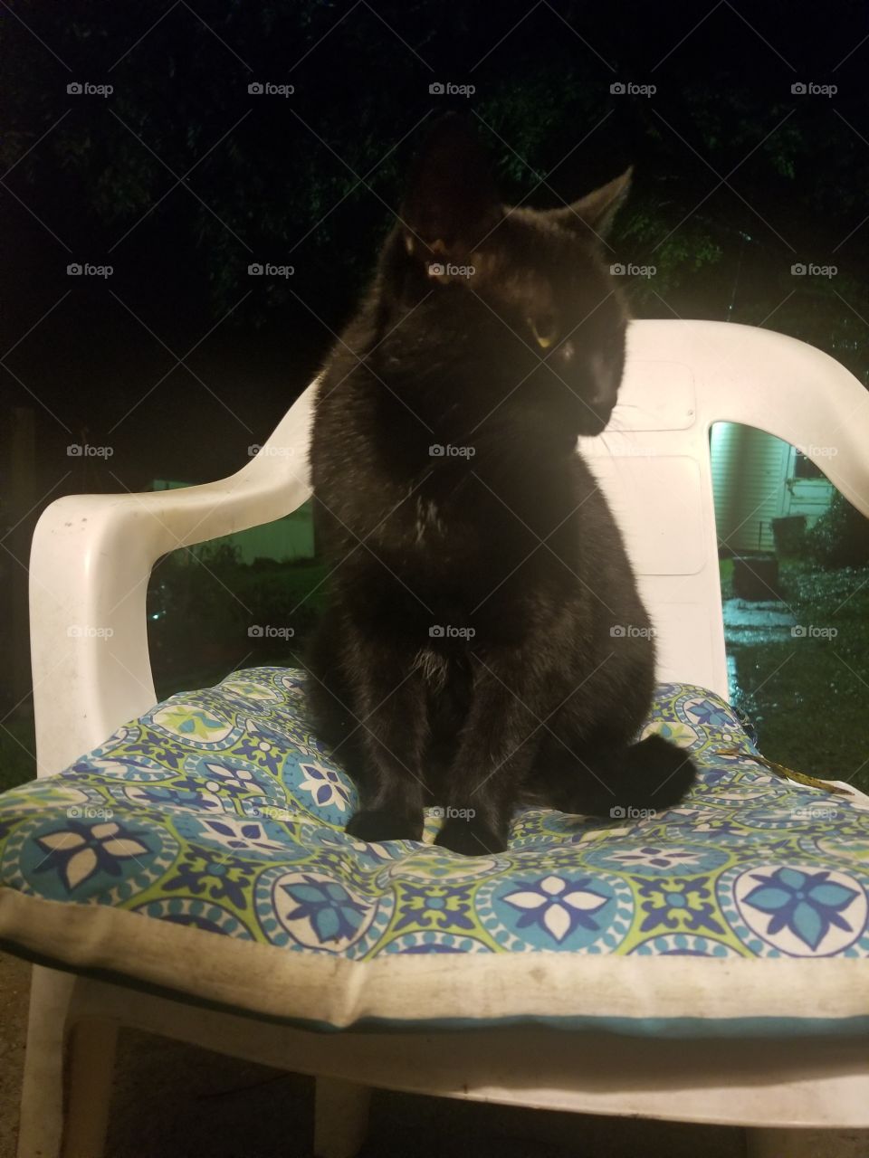 majestic black cat in her throne
