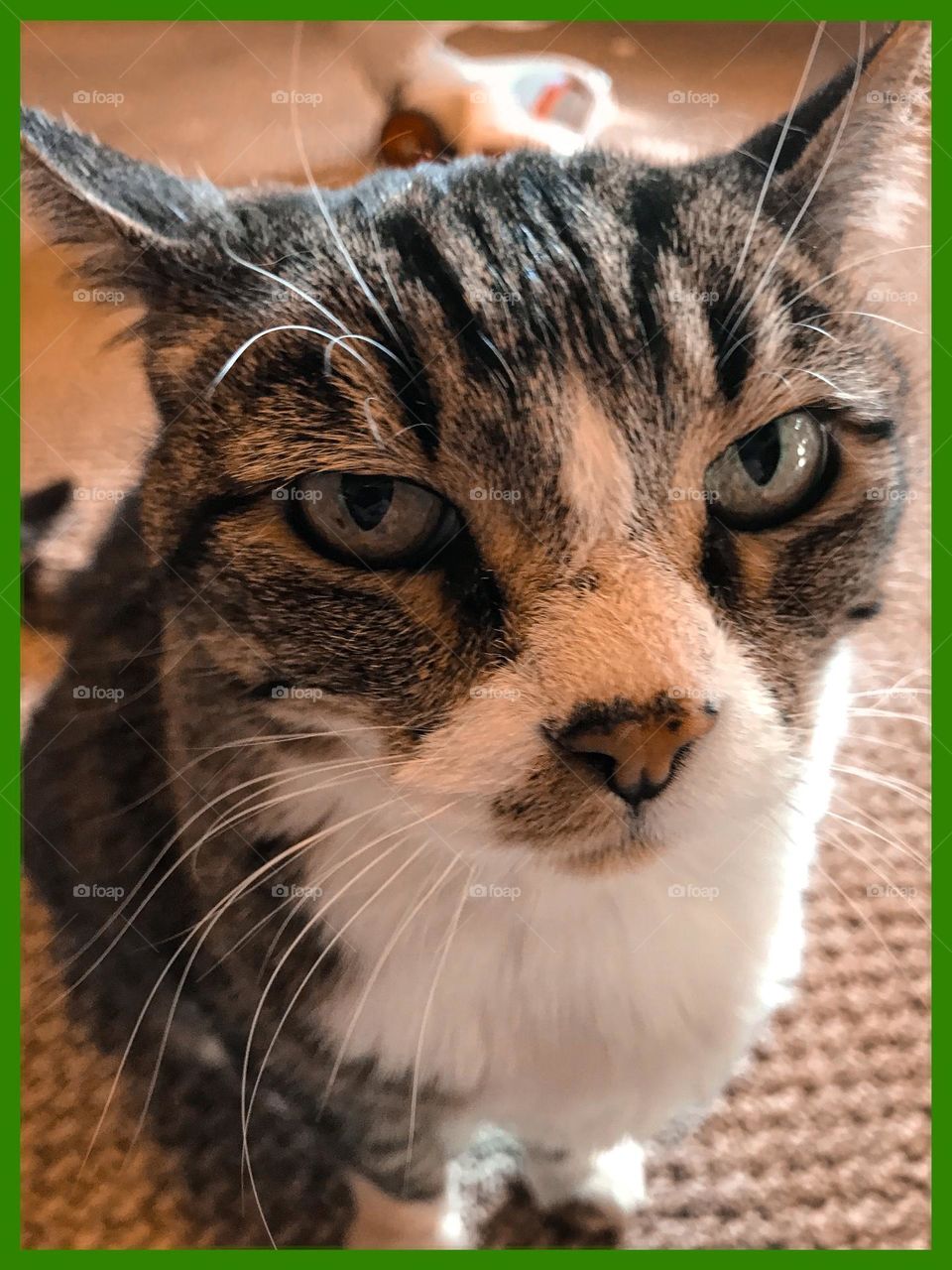 A close-up shot of an adorable household cat named Bella.