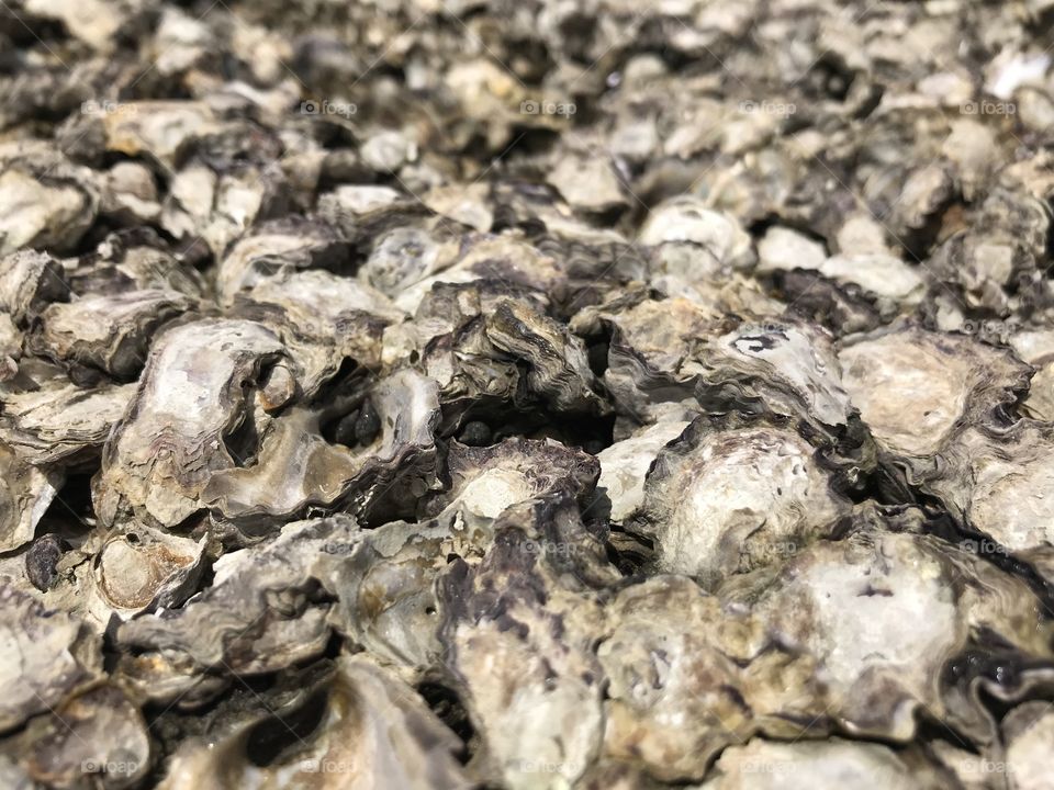 Old shells on the rock