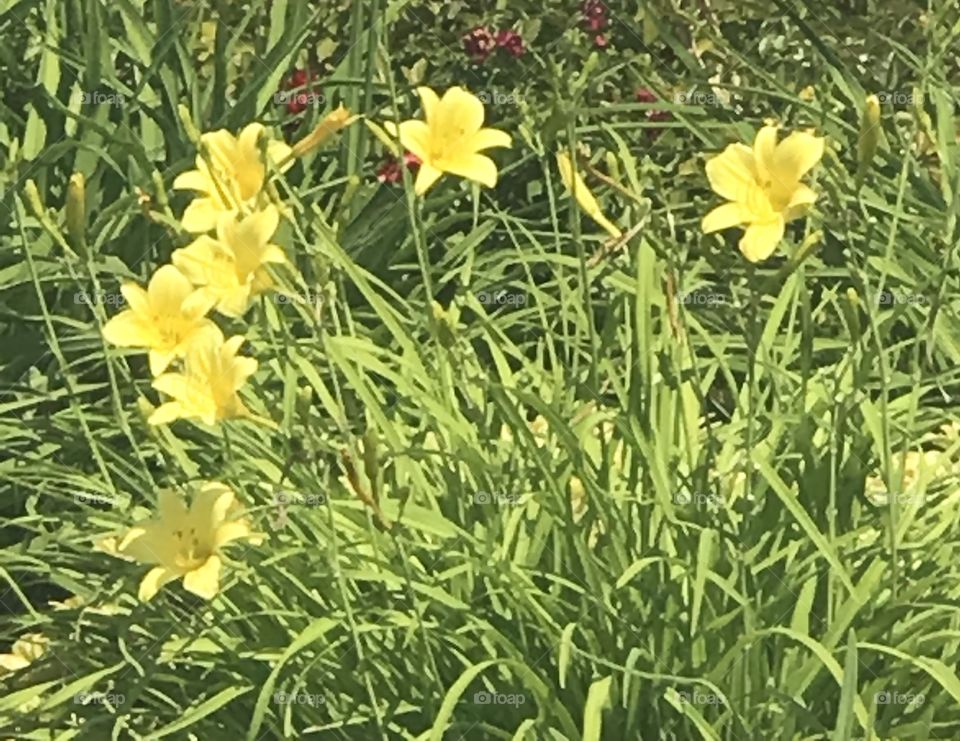 A beautiful field of a gorgeous bright yellow flowers growing in our garden on a nice summer’s evening