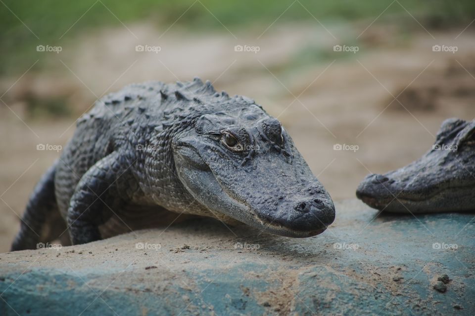 Alligator 