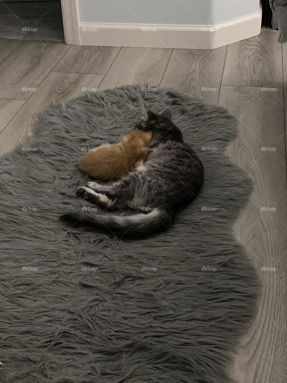 Cats Sleeping