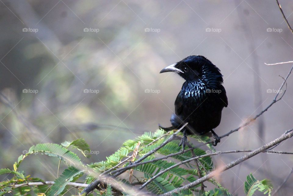 The details displayed by a close up makes an ordinary black bird, a piece of art.