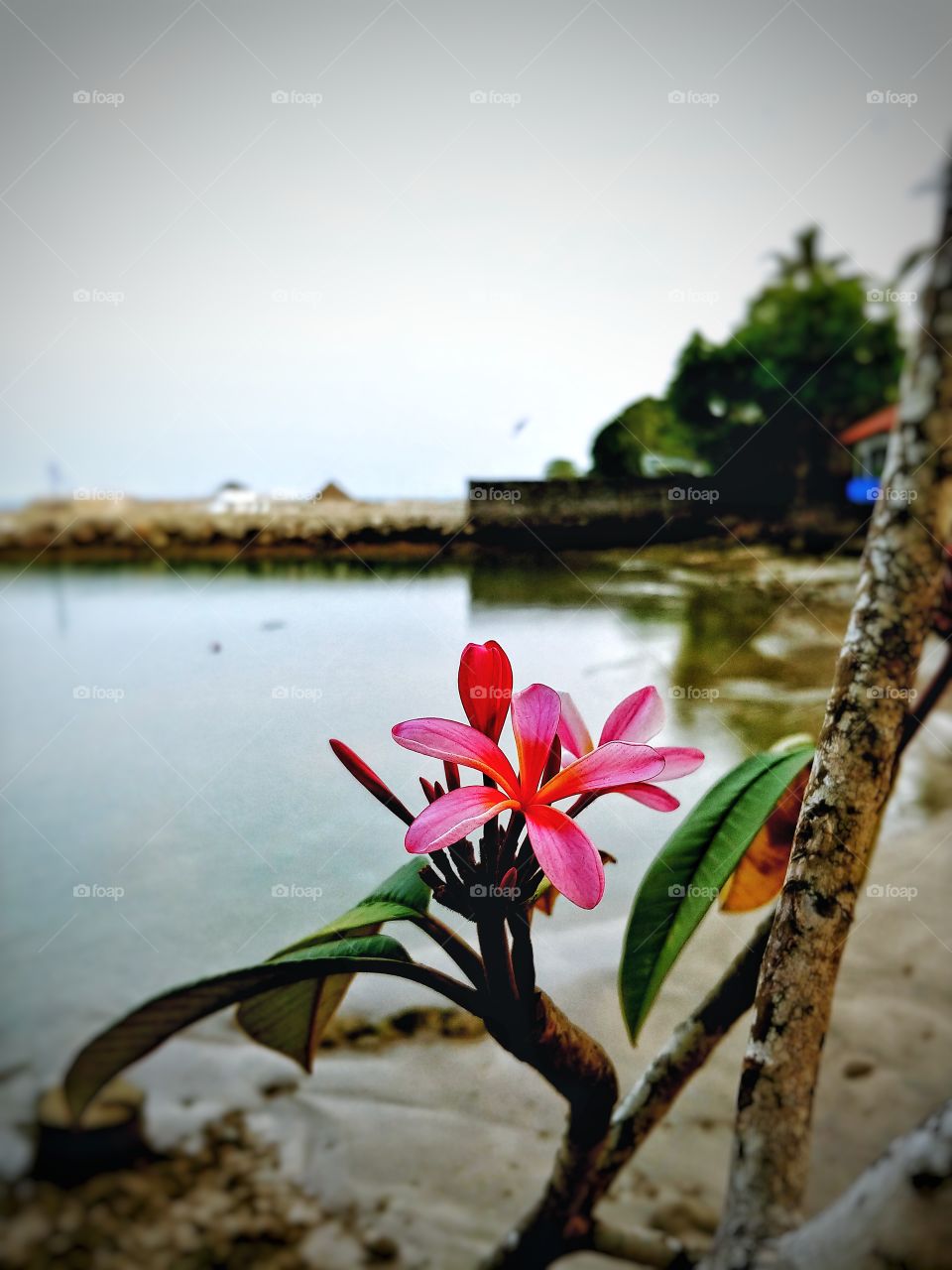 blooming at the shore