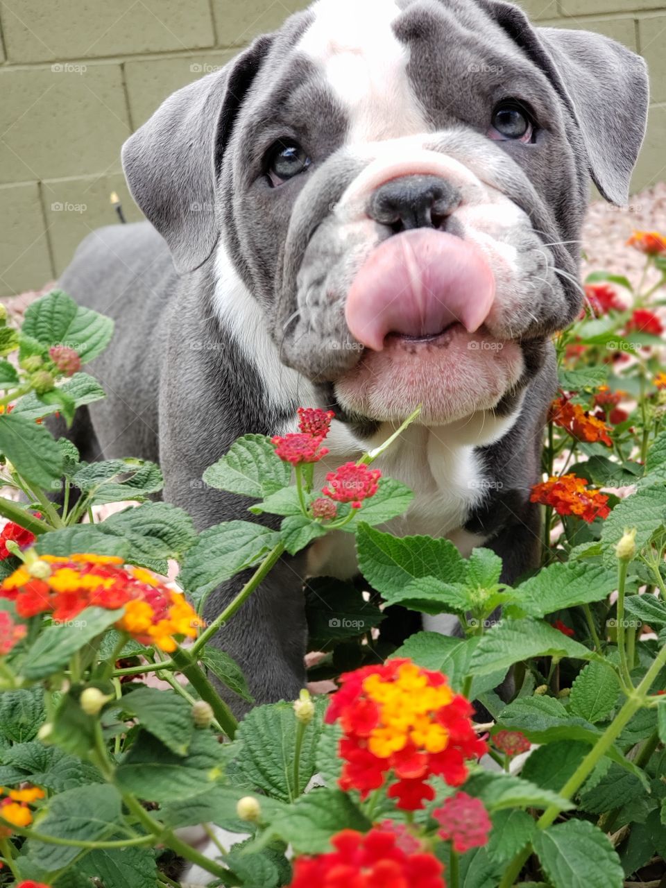 I just want to lick it mum