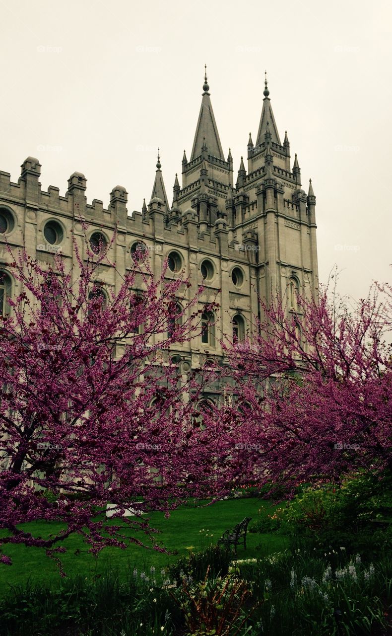 The Salt Lake City Temple . A beautiful springtime shot of the LDS Temple in Salt Lake City, Utah. 