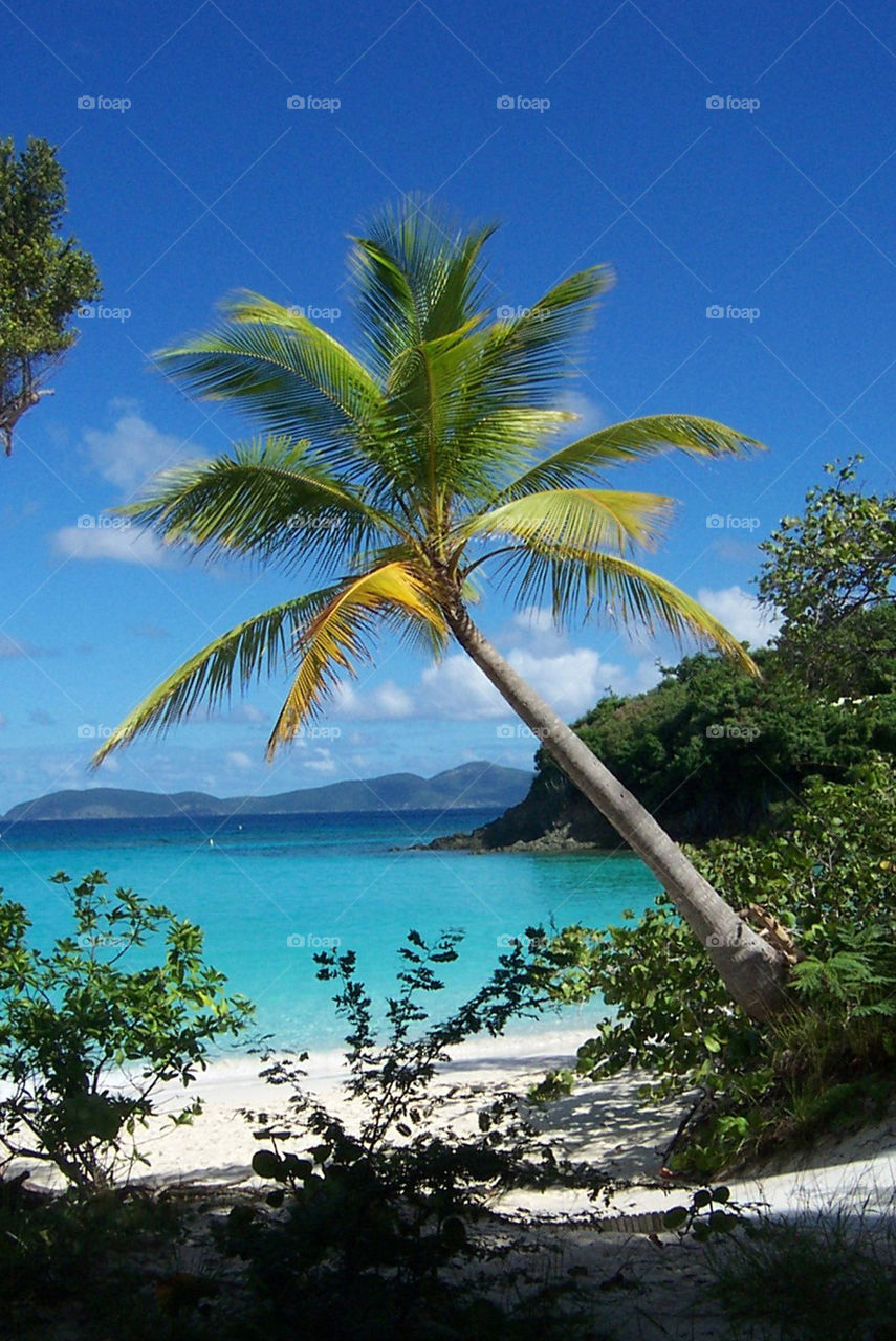 Tropical palm tree against blue Caribbean waters Beach Paradise Trunk Bay St. John Virgin Islands USA
