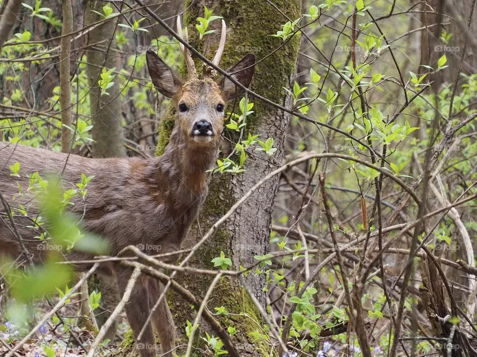 Deer
