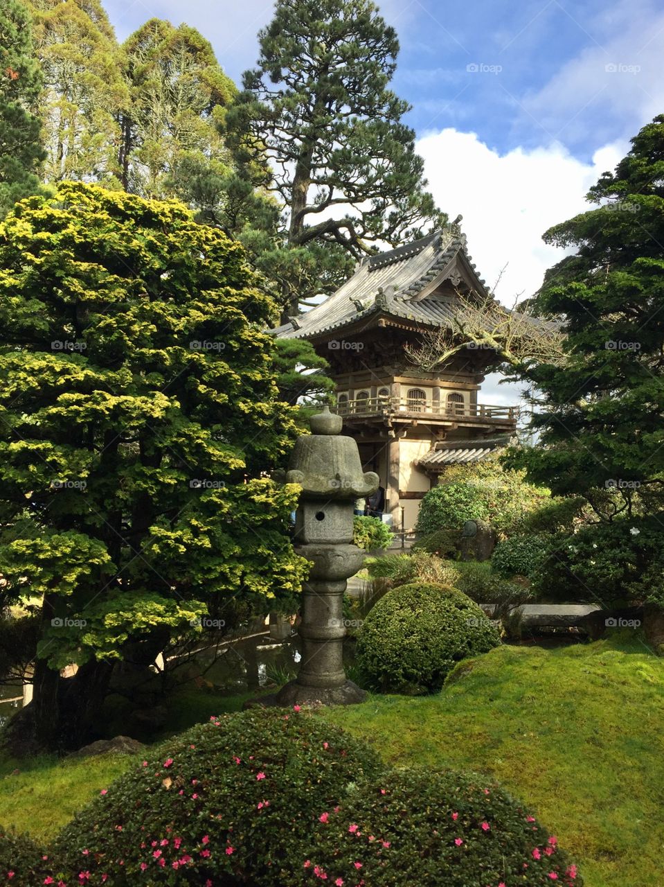 Japanese tea garden 