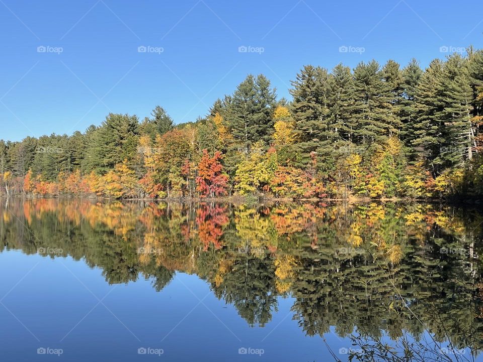 Autumnal reflections -
The trees, ablaze with autumn colors, line the edge of a serene pond. The reflection creates a stunning symmetry, doubling the beauty of the fall foliage.