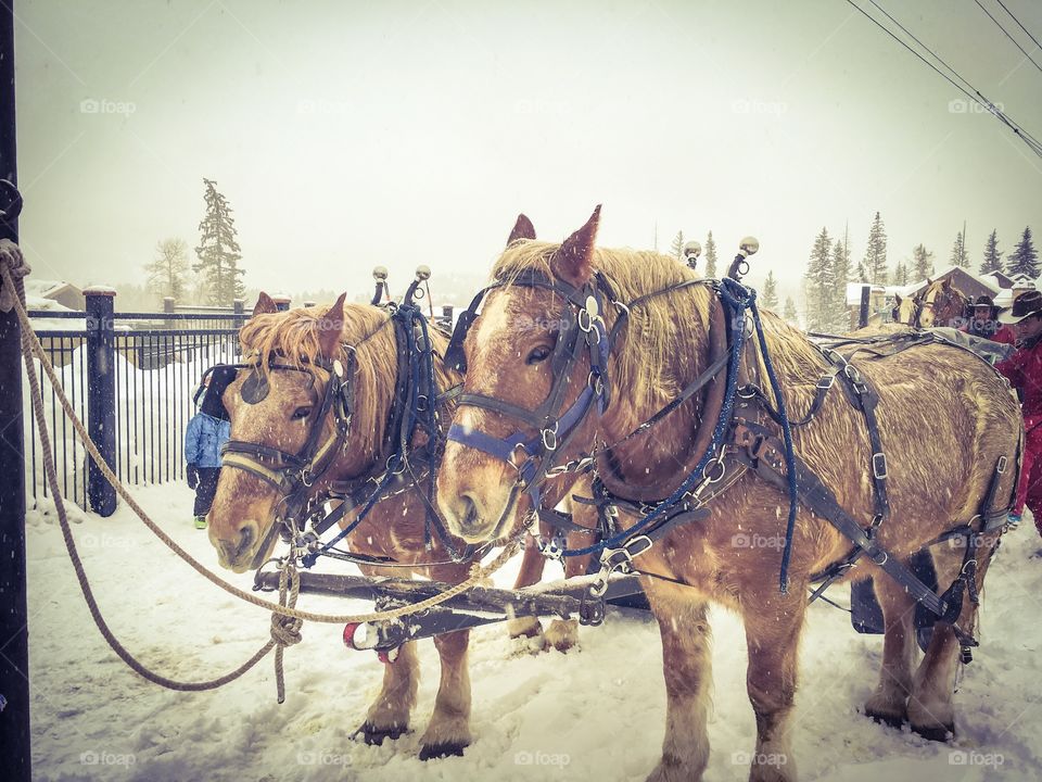 Sleigh horses