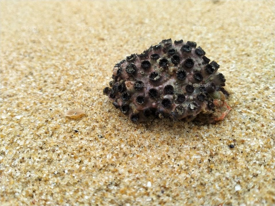 Seashells at the beach in Sri Lanka