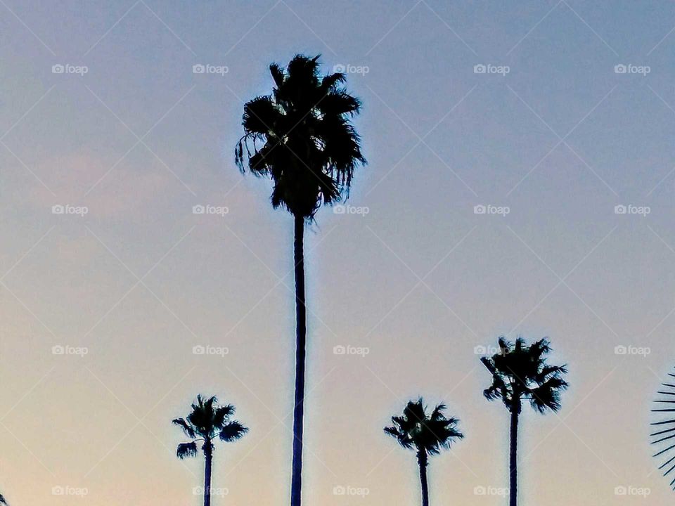 Backlit Palm Trees in a Row