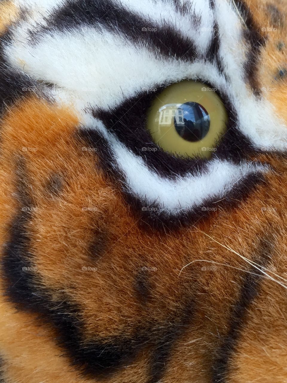 The eye of the tiger