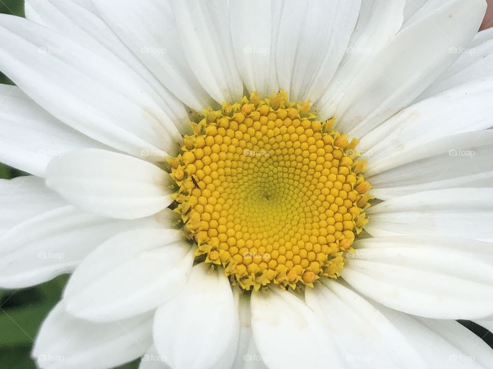 Shasta Daisy 