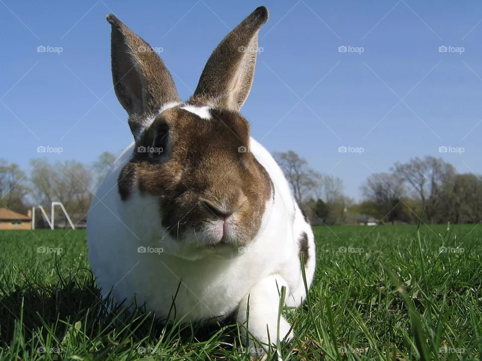 Cutie rabbit