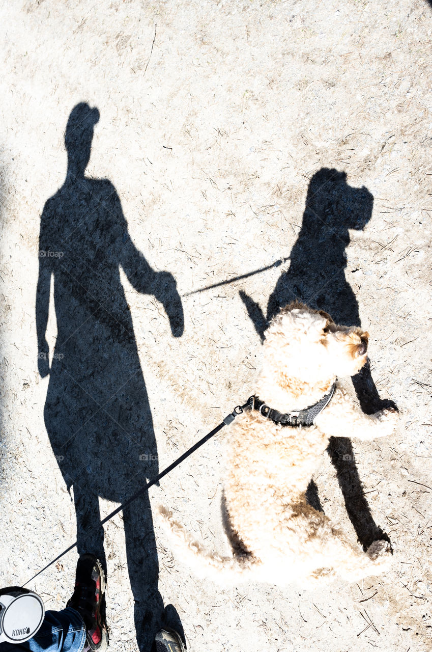shadow of a man and his dog