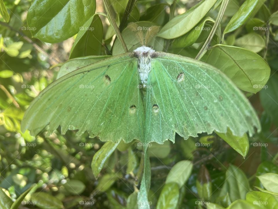 Luna moth