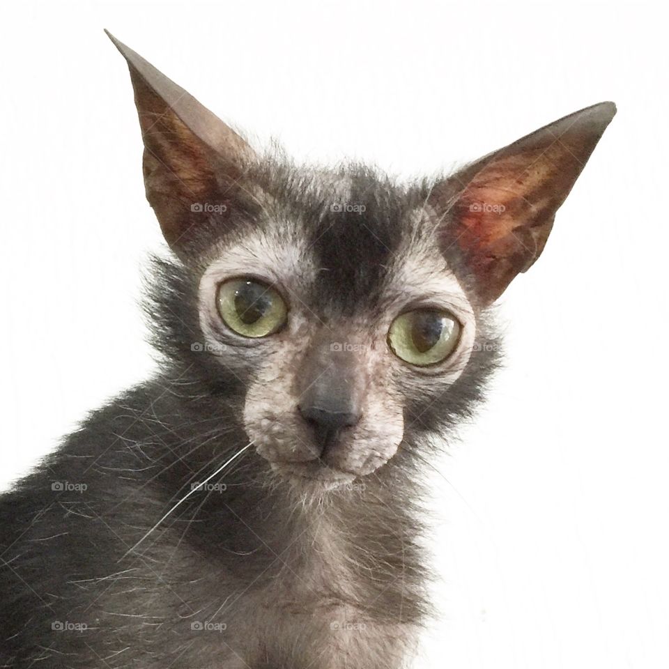 Lykoi Cat 