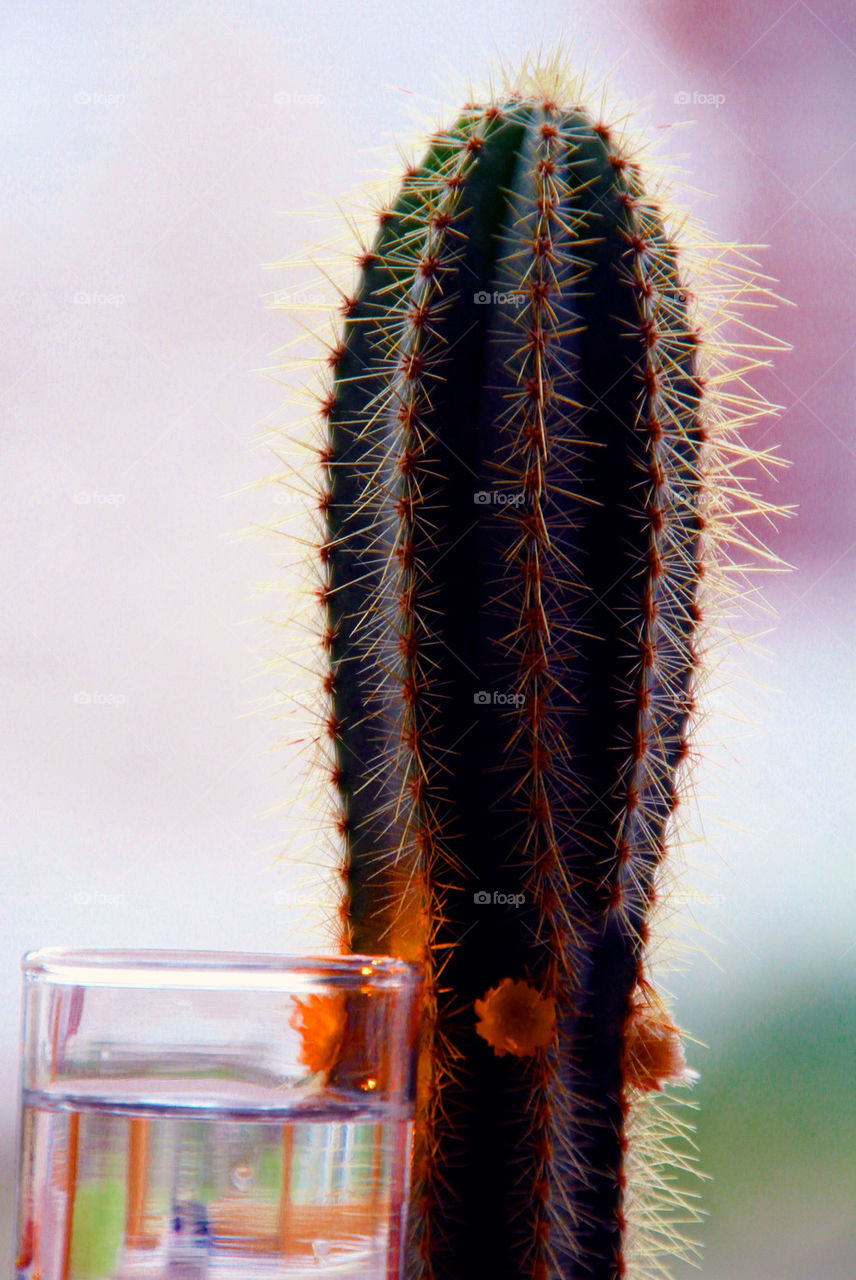 Cactus plant posing with water