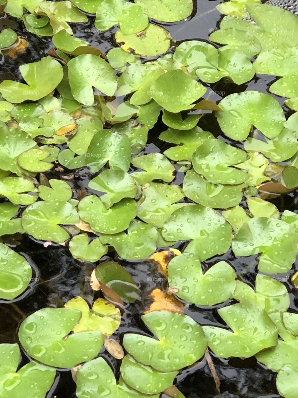 Lilly pads in a koi pond  
