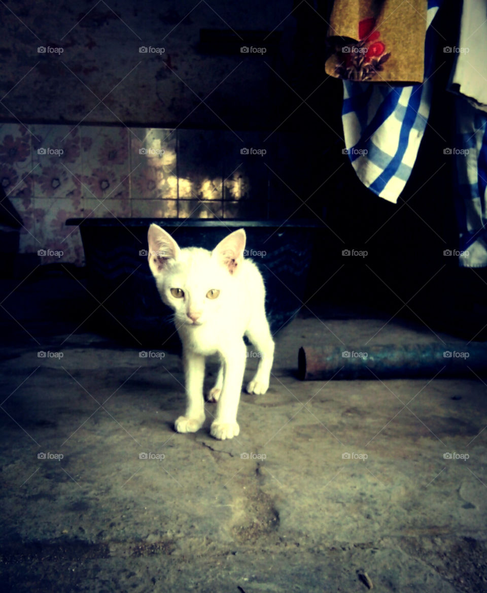 Cat photos,white cat photos,kitten photos, beautiful cat photos,a gorgeous photo of an innocent cat, colorful photos of a cute cat, captivating photos of kittens,saveable photos,one white cat photo for you,real and natural photo of white cat