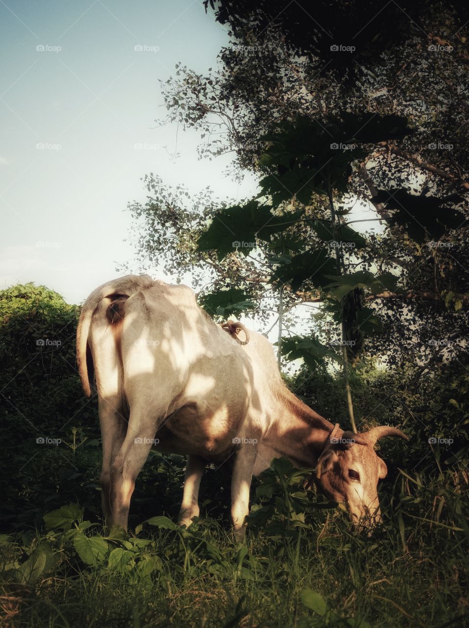 A cow grazing the grass