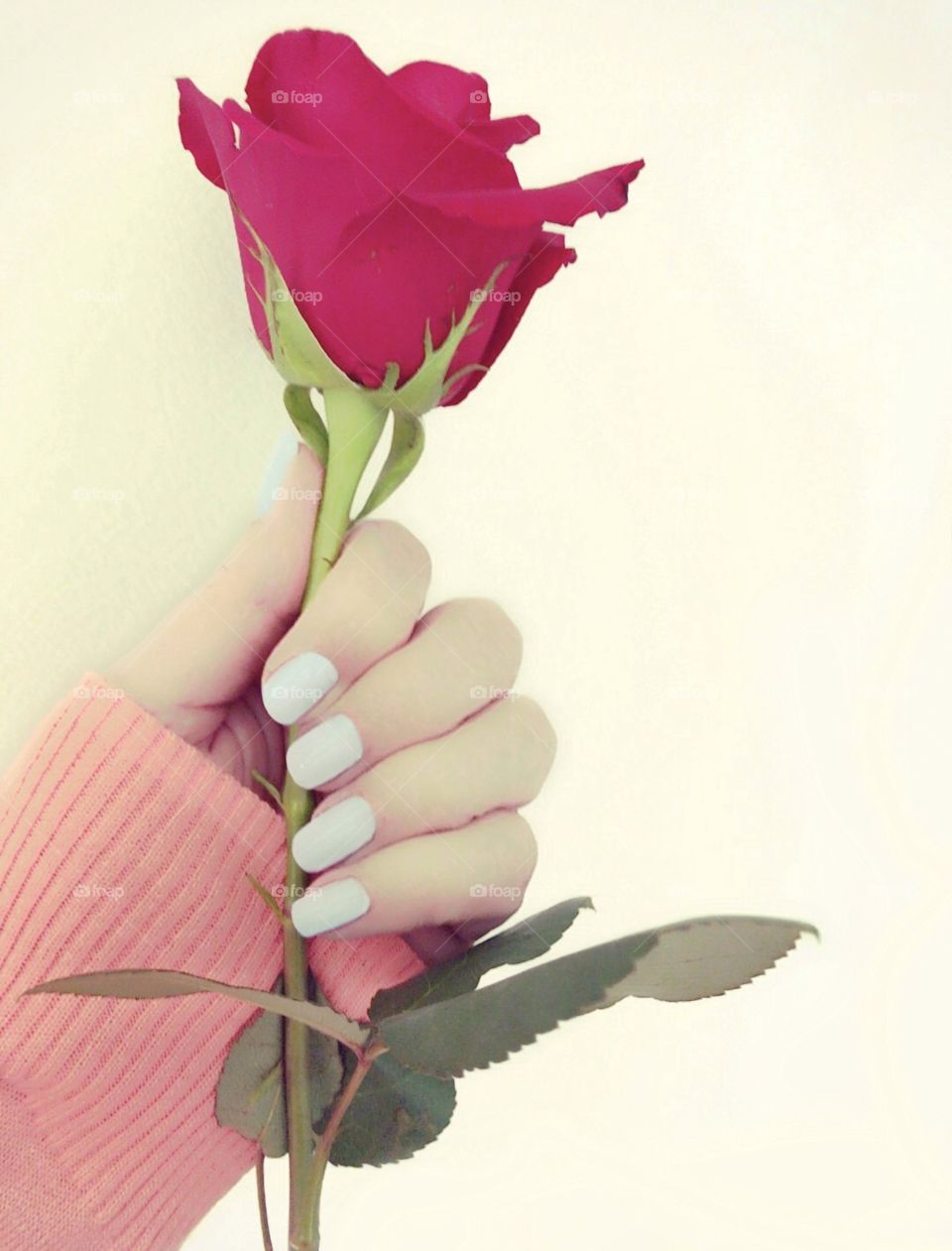 Woman's Hand Holding Red Rose
