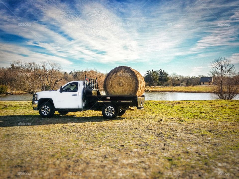 Flatbed pick up truck hauling a round bale  of hay out in a pasture by a pond under a beautiful blue cloudy sky in fall into winter