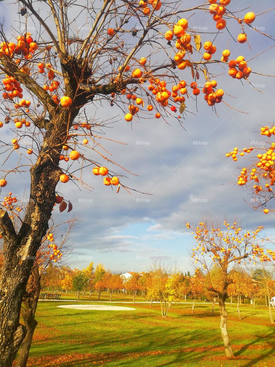 la natura con i suoi colori