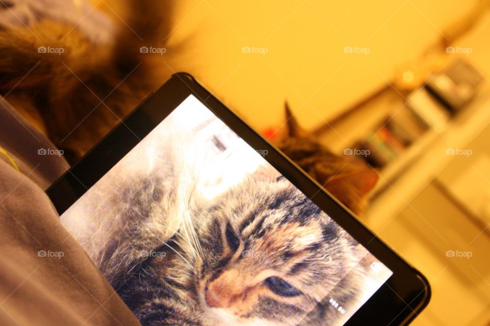Photo in photo with cat
