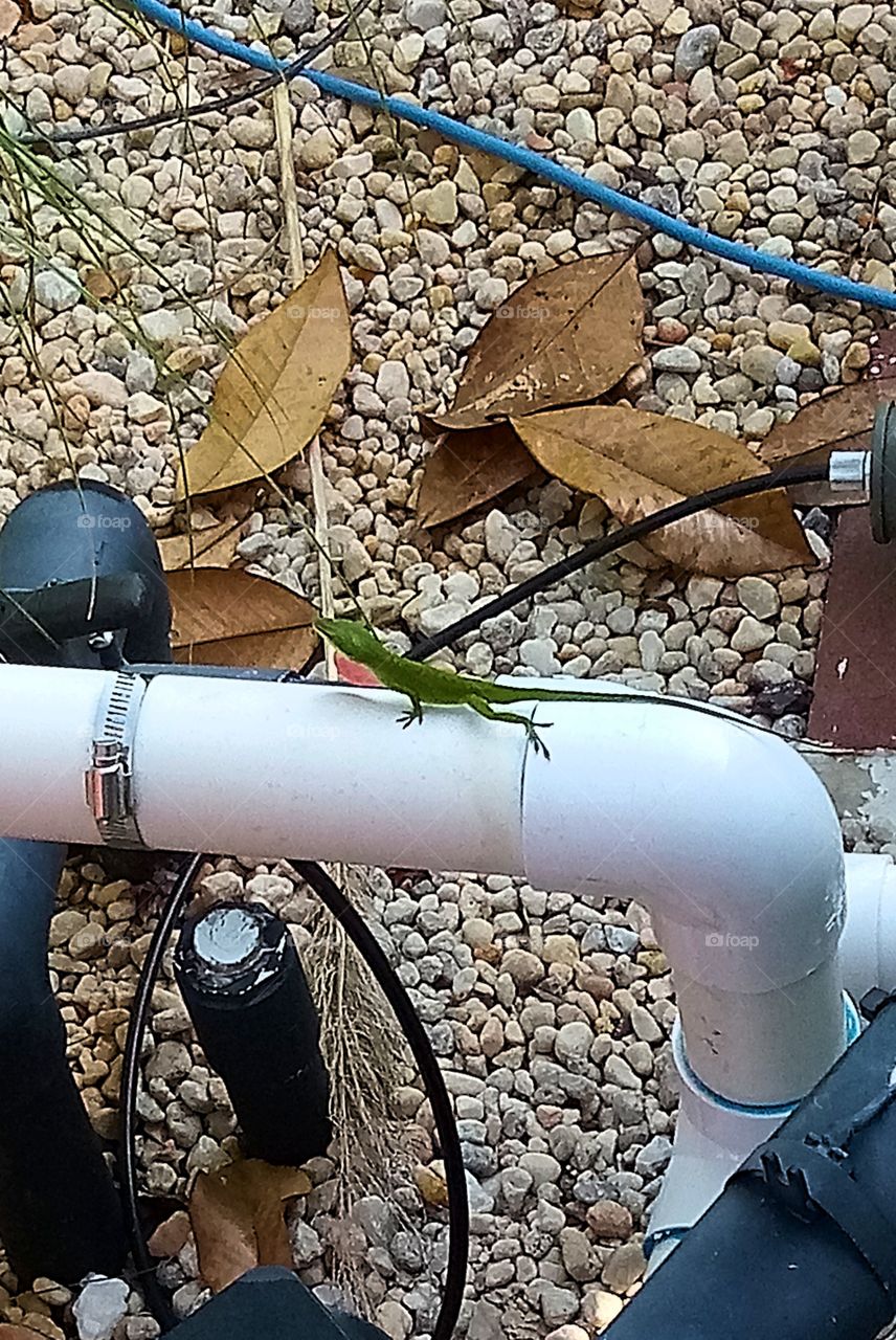 a green anole showing off with his red dewlap