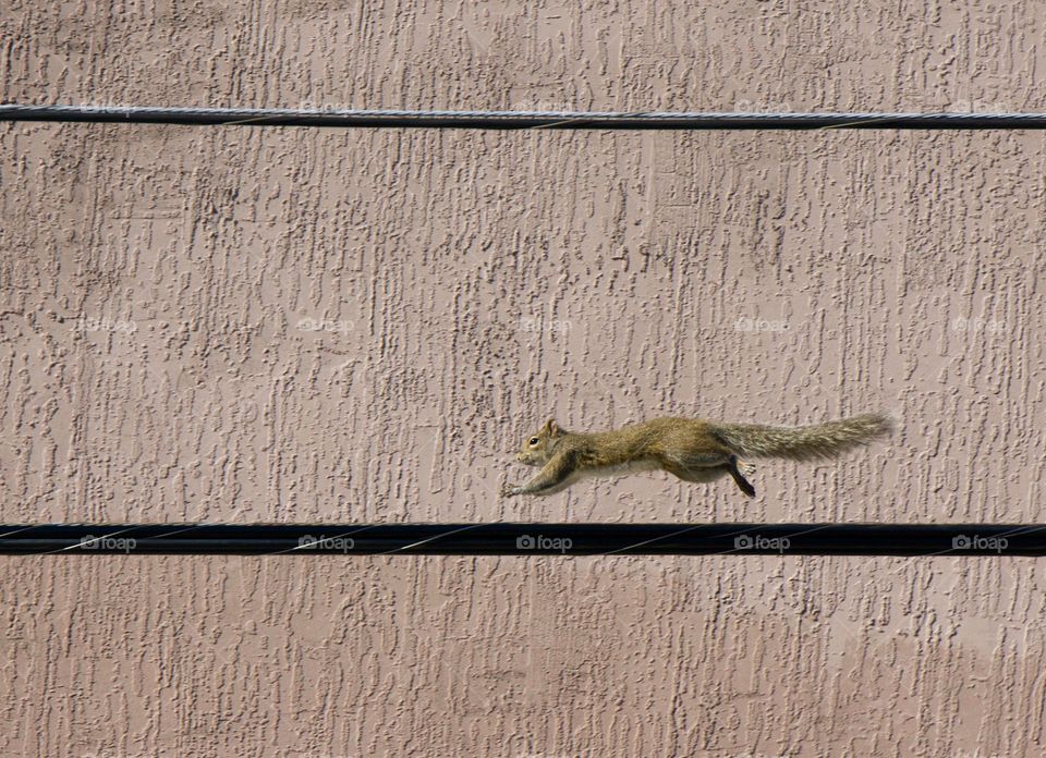 Squirrel on the run along a street overhead wire in Sarasota, Florida
