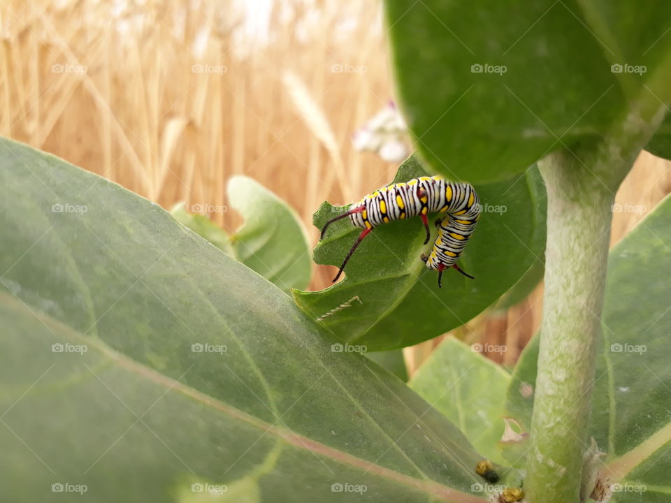insect larva - macro shot