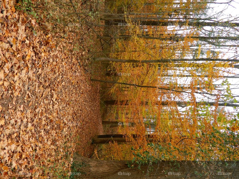orange trees while hiking