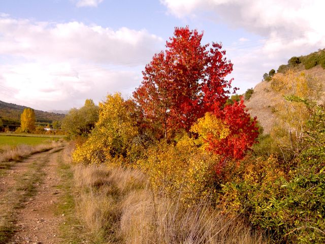 Paisaje de otoño