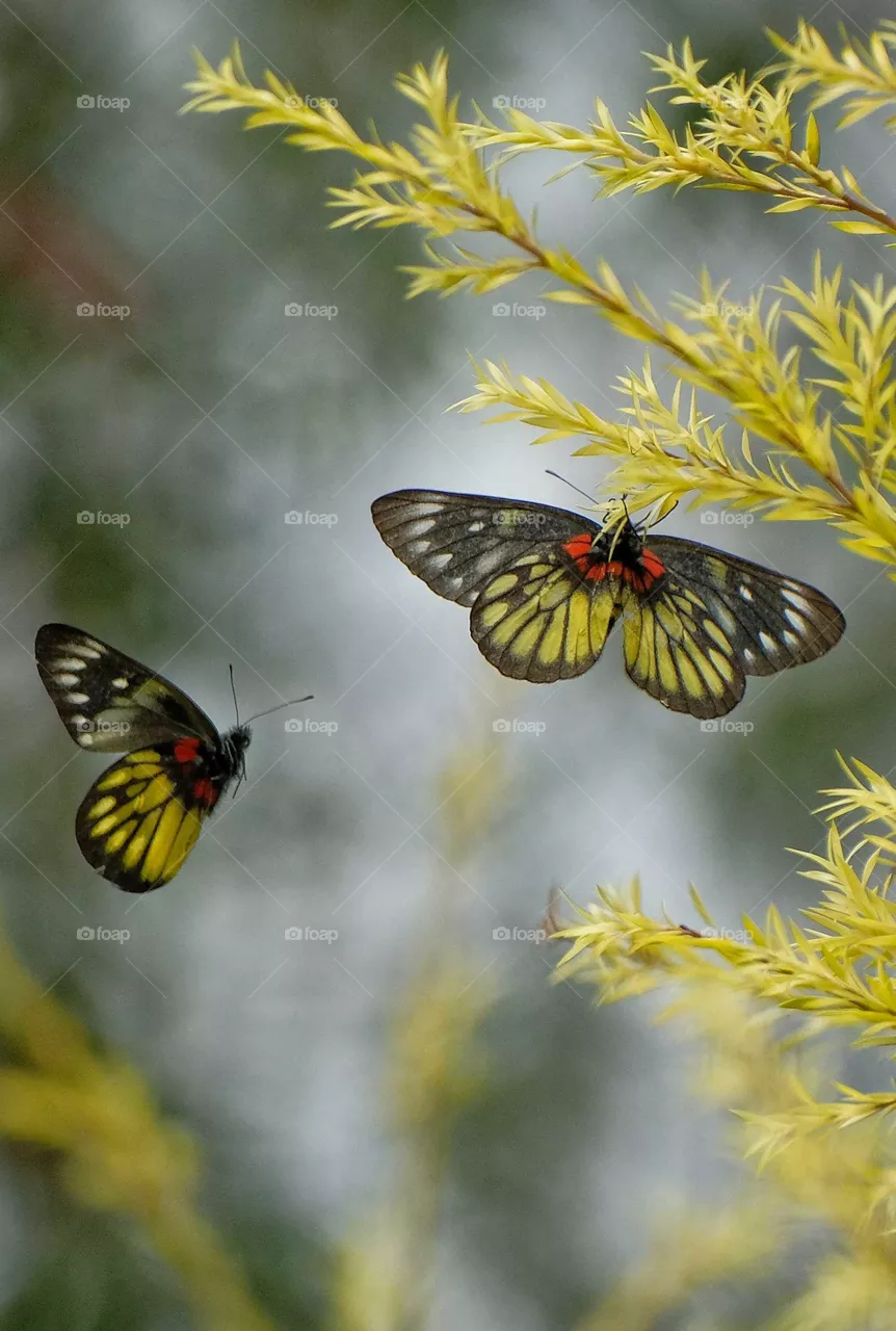 flying butterfly in the tree