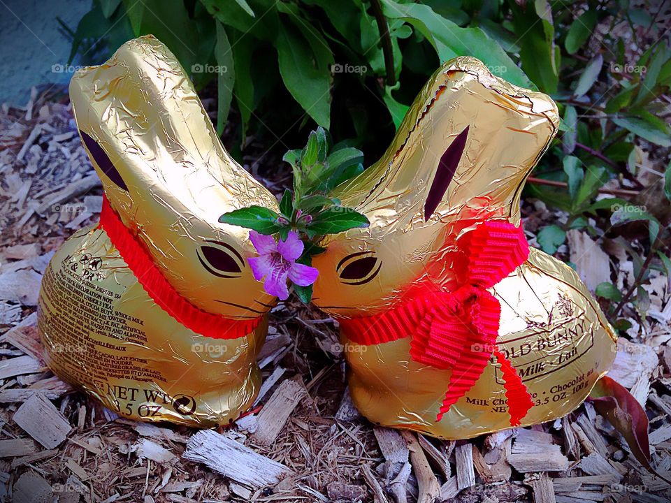 Adorable chocolate bunnies wrapped in golden foil.