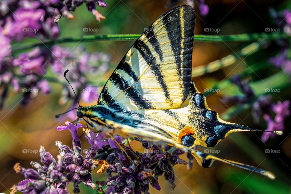 A swallowtail butterfly