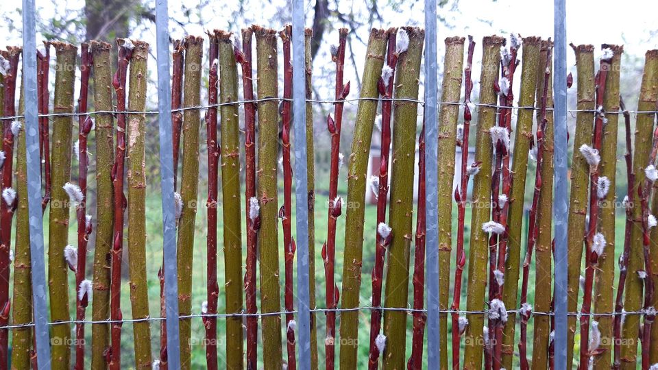 Spring is coming - even the fence is starting to grow. The plant sprouts buds, leaves and catkins from living branches.
