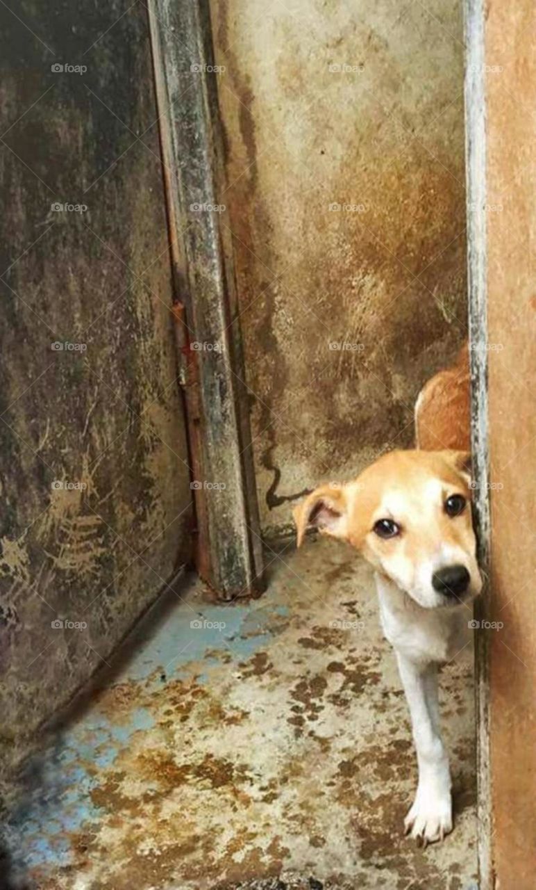 beautiful dog in adoption